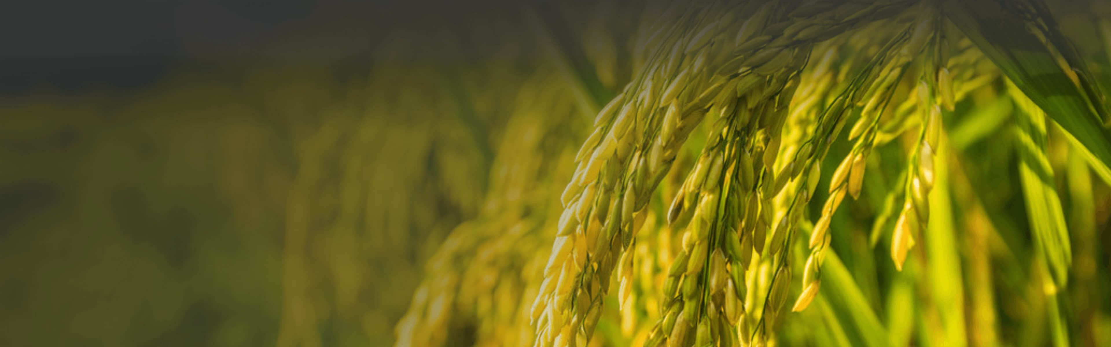 袁隆平农业高科技股份有限公司