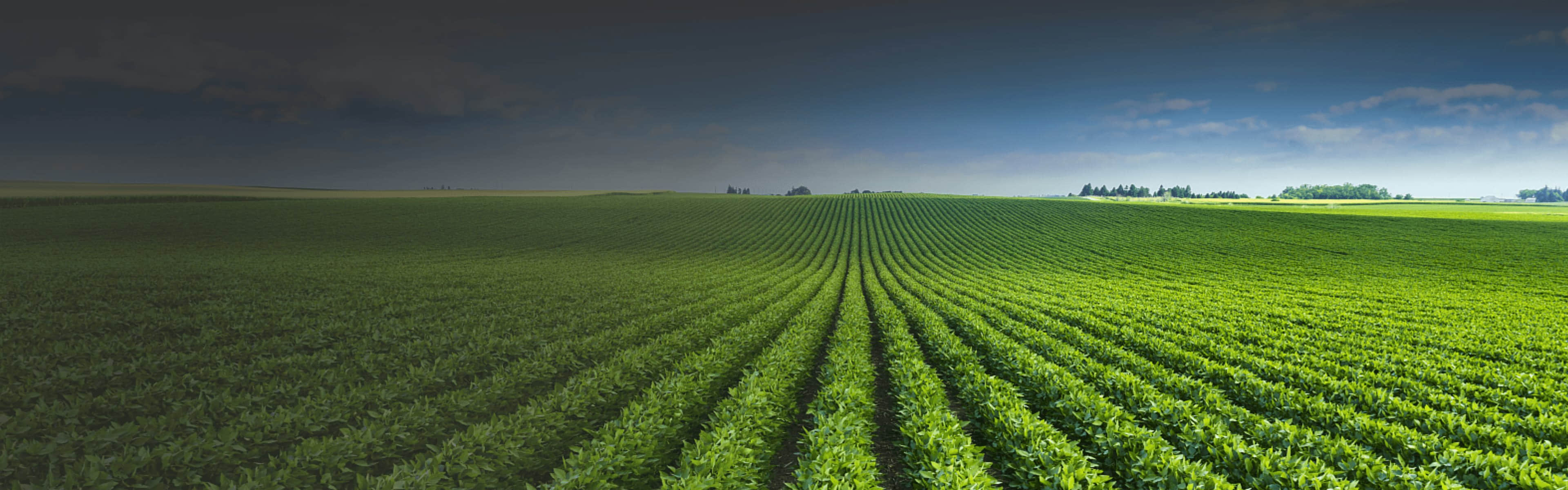 先正达集团中国