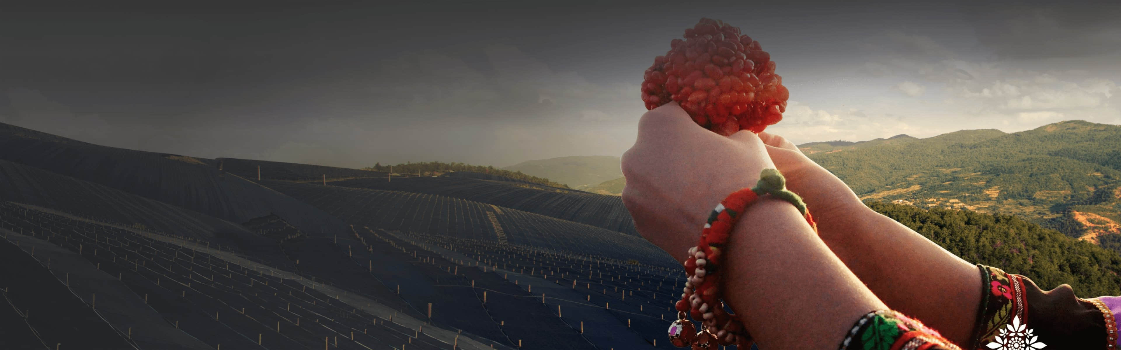 文山市苗乡三七实业有限公司