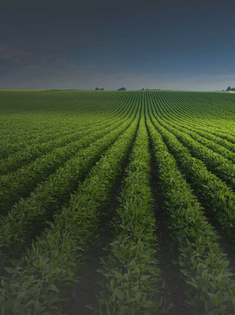 先正达集团中国